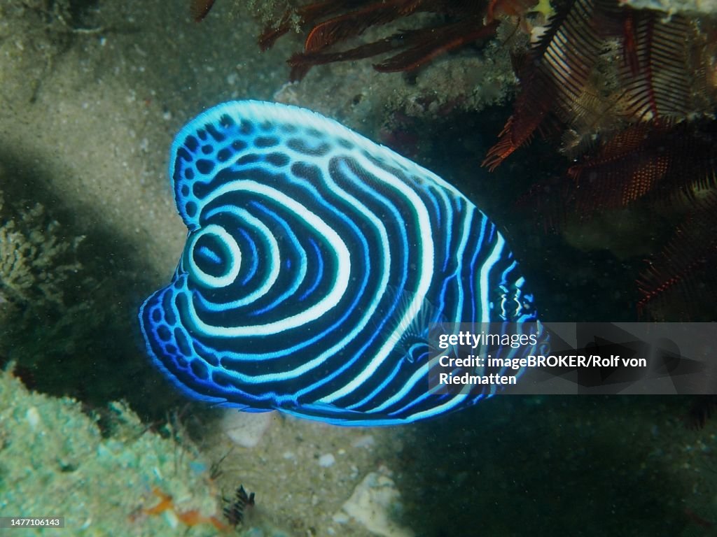 Juvenile Emperor Angelfish (Pomacanthus imperator), Sodwana Bay National Park Dive Site, Maputaland Marine Reserve, KwaZulu Natal, South Africa