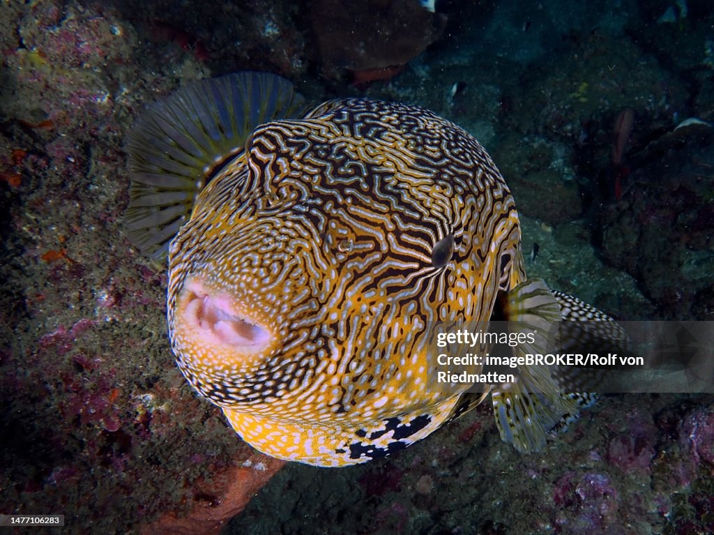Portrait of map puffer (Arothron mappa), Sodwana Bay National Park dive site, Maputaland Marine Reserve, KwaZulu Natal, South Africa