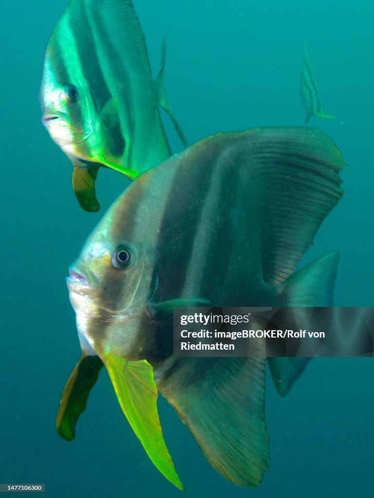 Longfin batfish (Platax teira), Aliwal Shoal dive site, Umkomaas, KwaZulu Natal, South Africa