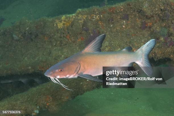 natal sea catfish (galeichthys trowi), catfish, endemic. dive site aliwal shoal, umkomaas, kwazulu natal, south africa - siluridae stock illustrations