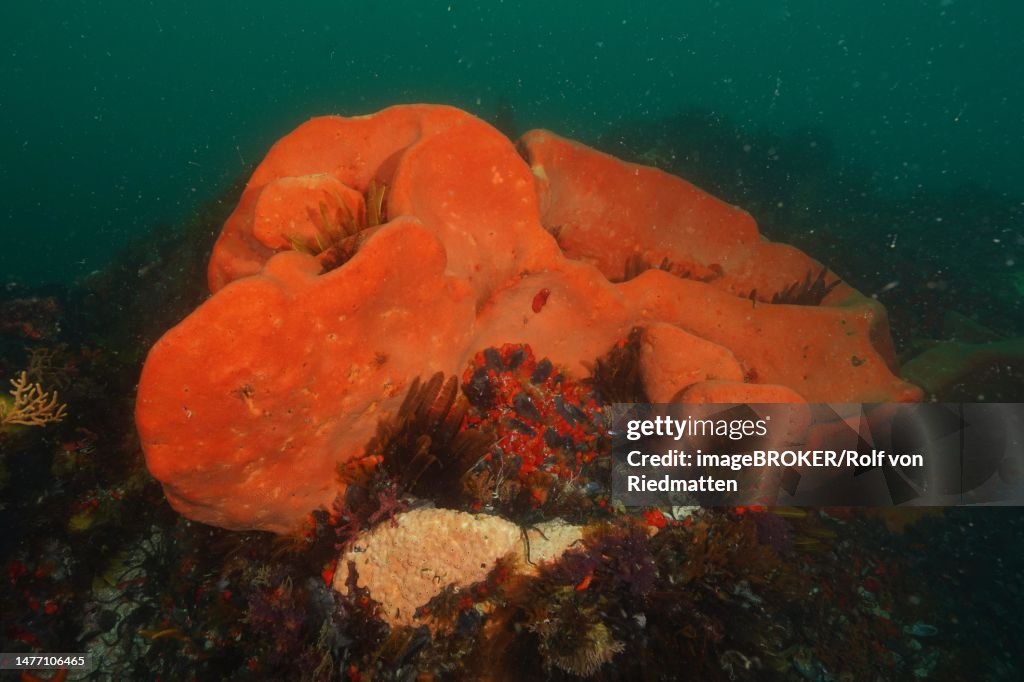 Orange wall sponge (Trachycladus spinispirulifer), marine sponge, False Bay dive site, Cape of Good Hope, Cape Town, South Africa