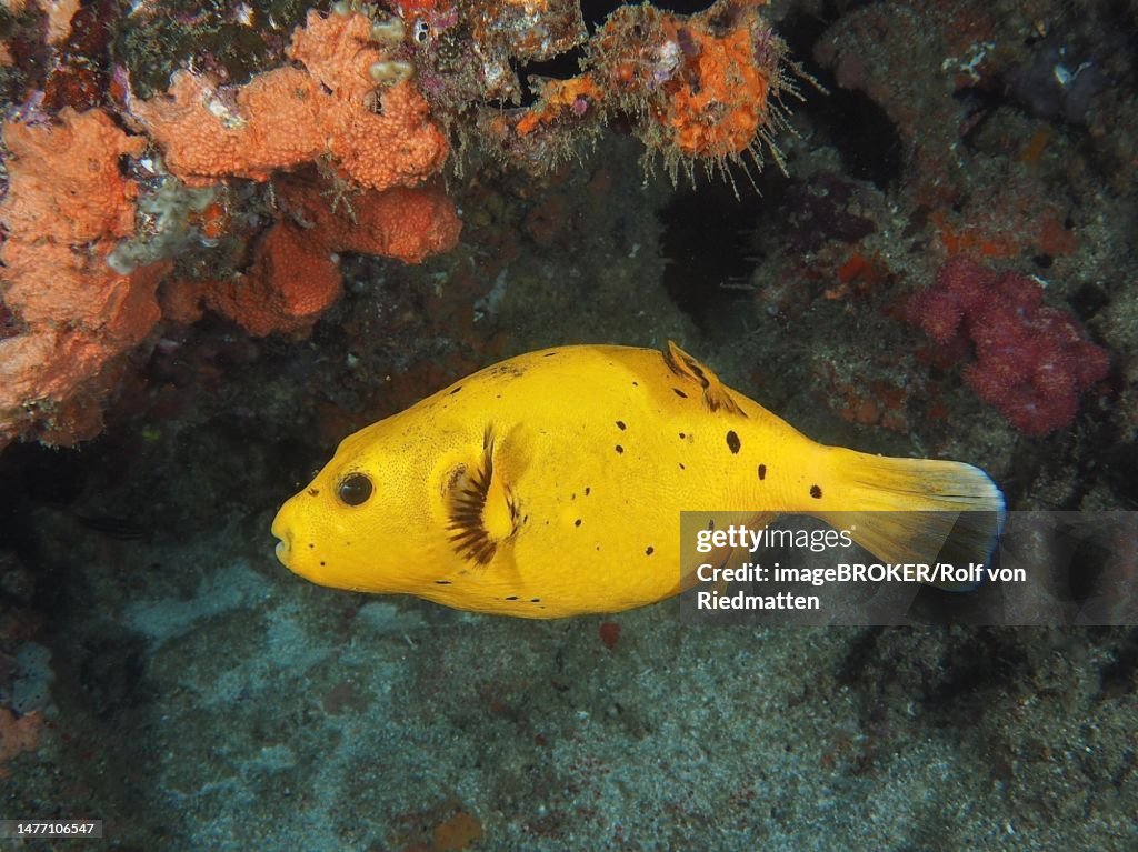 Guineafowl puffer (Arothron meleagris), yellow variant, Sodwana Bay National Park dive site, Maputaland Marine Reserve, KwaZulu Natal, South Africa
