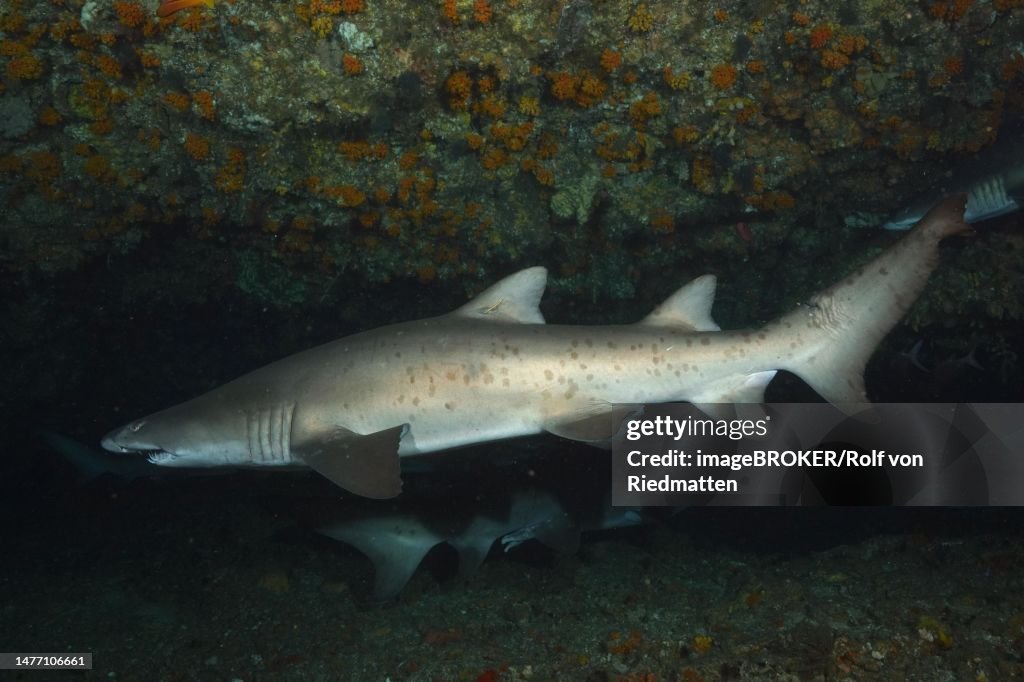 Sand tiger shark (Carcharias taurus) in its den. Dive site Protea Banks, Margate, KwaZulu Natal, South Africa