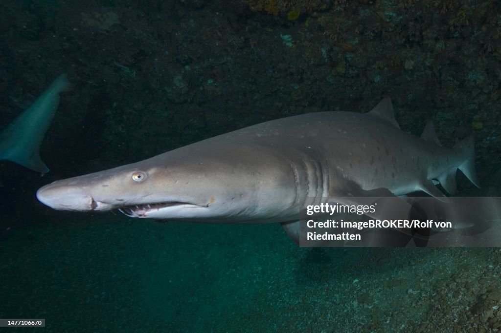 Sand tiger shark (Carcharias taurus) in its den. Dive site Protea Banks, Margate, KwaZulu Natal, South Africa
