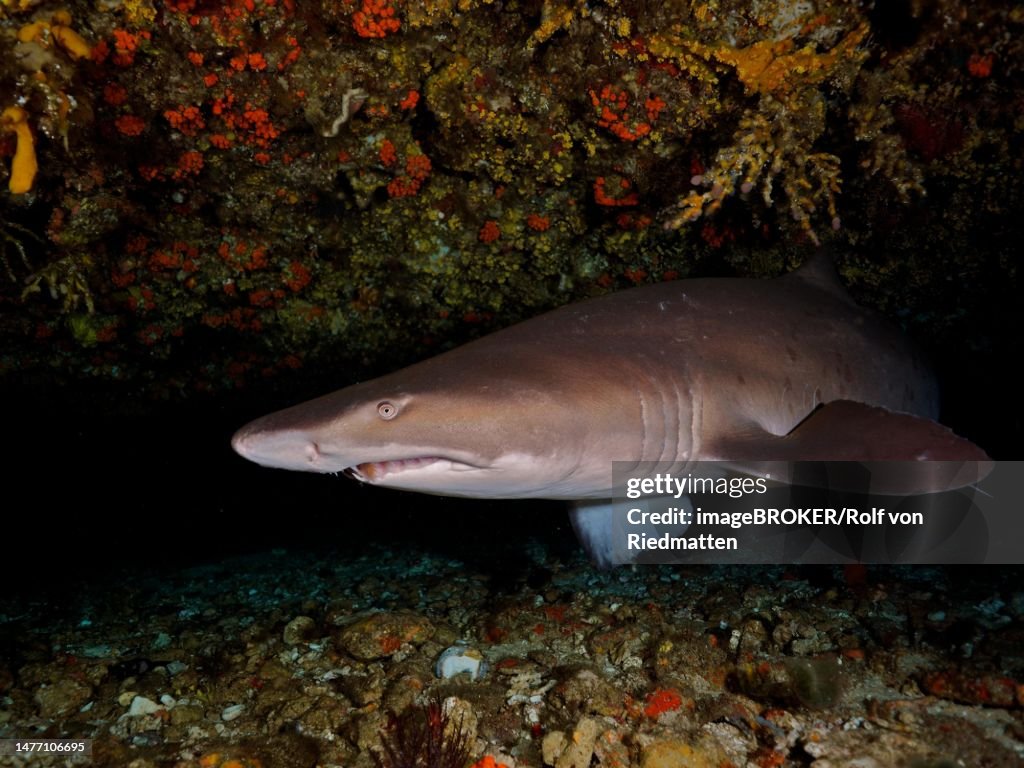 Sand tiger shark (Carcharias taurus) in its den. Dive site Protea Banks, Margate, KwaZulu Natal, South Africa