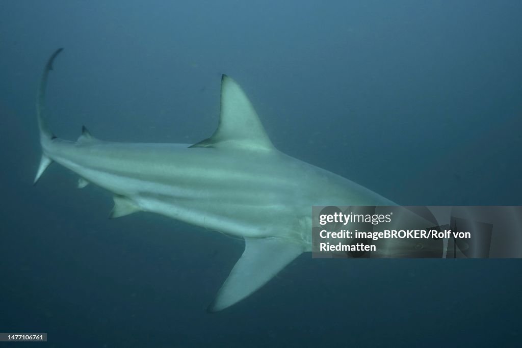 Blacktip shark (Carcharhinus limbatus), Protea Banks dive site, Margate, KwaZulu Natal, South Africa