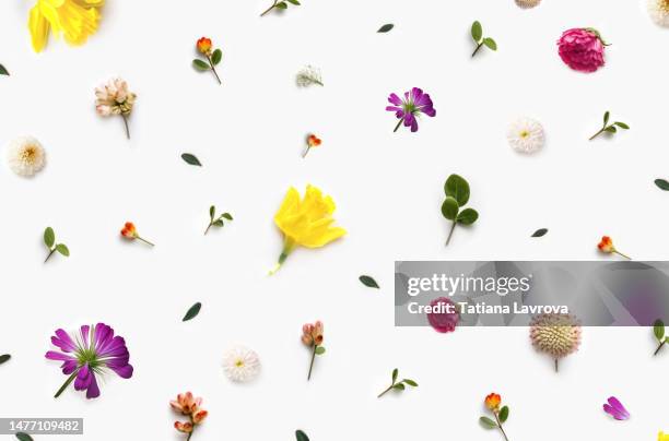 different small flowers and green leaves pattern on white background. natural floral textured flat lay. spring, summer, easter, eco-friendly products, nature concept - blumenkrone stock-fotos und bilder