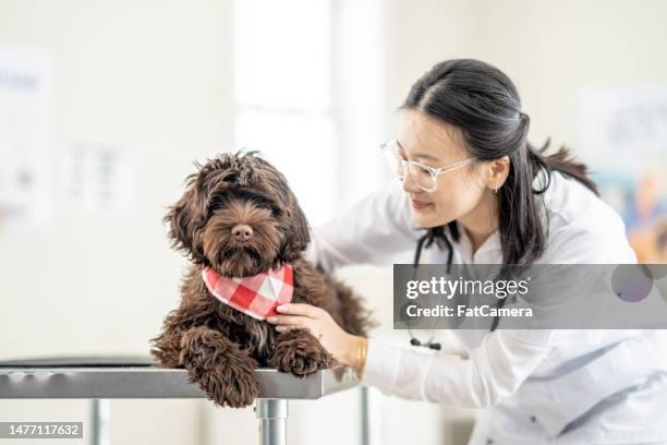 veterinarian with a dog - hound stock pictures, royalty-free photos & images