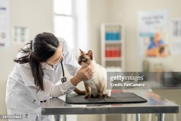 tierarzt mit einer katze - veterinarian stock-fotos und bilder
