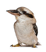 Laughing Kookaburra, Dacelo novaeguineae, standing in front of white background