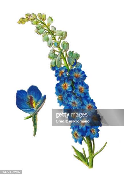 old chromolithograph illustration of botany, alpine delphinium or candle larkspur (delphinium elatum), flowering plant in the buttercup family ranunculaceae - riddarsporresläktet bildbanksfoton och bilder