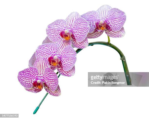 close-up of orchids against an isolated white background. clipping path - fuchsia orchids stock pictures, royalty-free photos & images