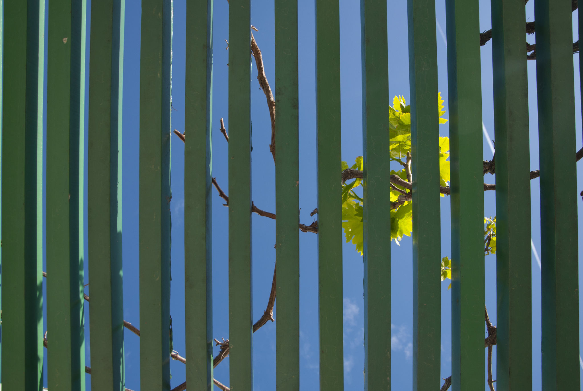 colorbond fence