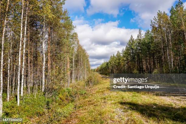 dirt road flanked by boreal forest - deciduous tree stock pictures, royalty-free photos & images