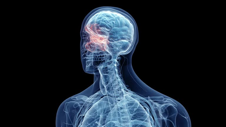 Human Sinuses Anatomy Videos and HD Footage Biology Diagrams