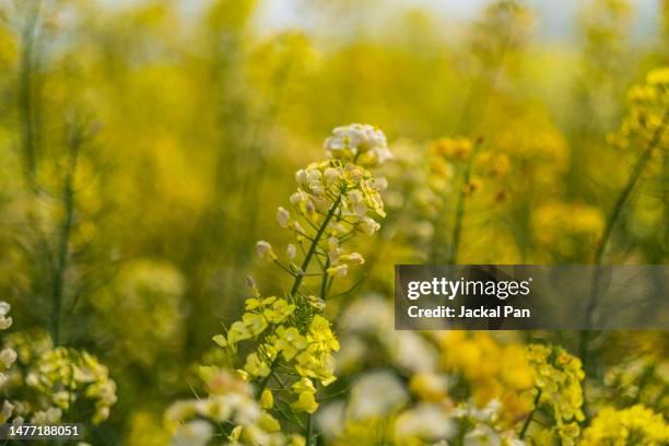 bees in the rape flowers - colza foto e immagini stock