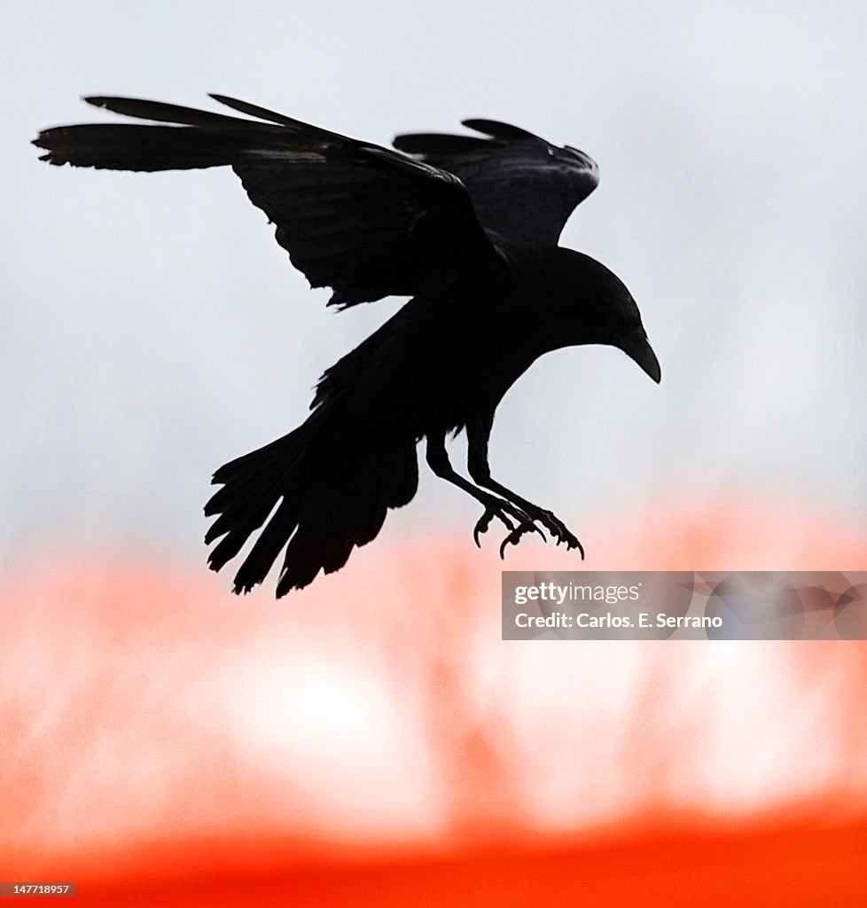 Crow in flight