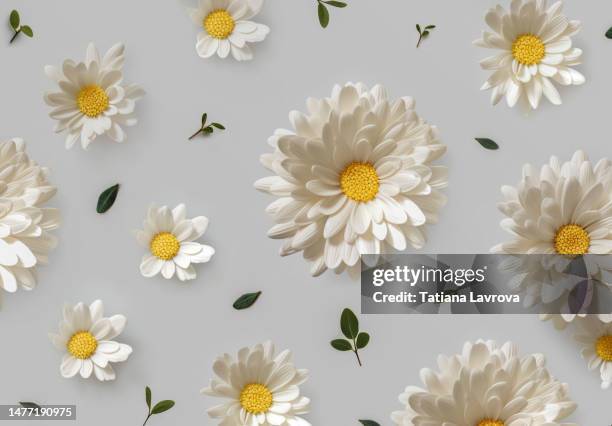 variety of white daisies with green leaves on light gray background. natural texture, eco products, beauty concept - bloemkroon stockfoto's en -beelden