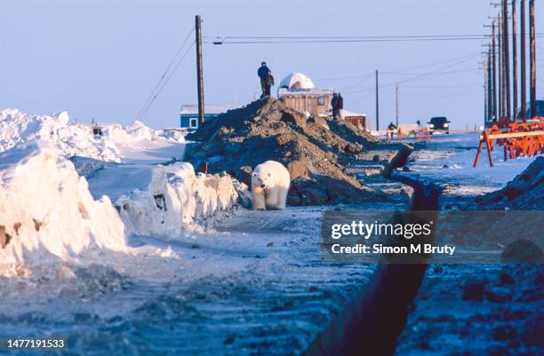 Polar bear walking near a trench dug in the town of Kaktovik, which is a town on the Beaufort Sea and on the edge of the Arctic National Wildlife...
