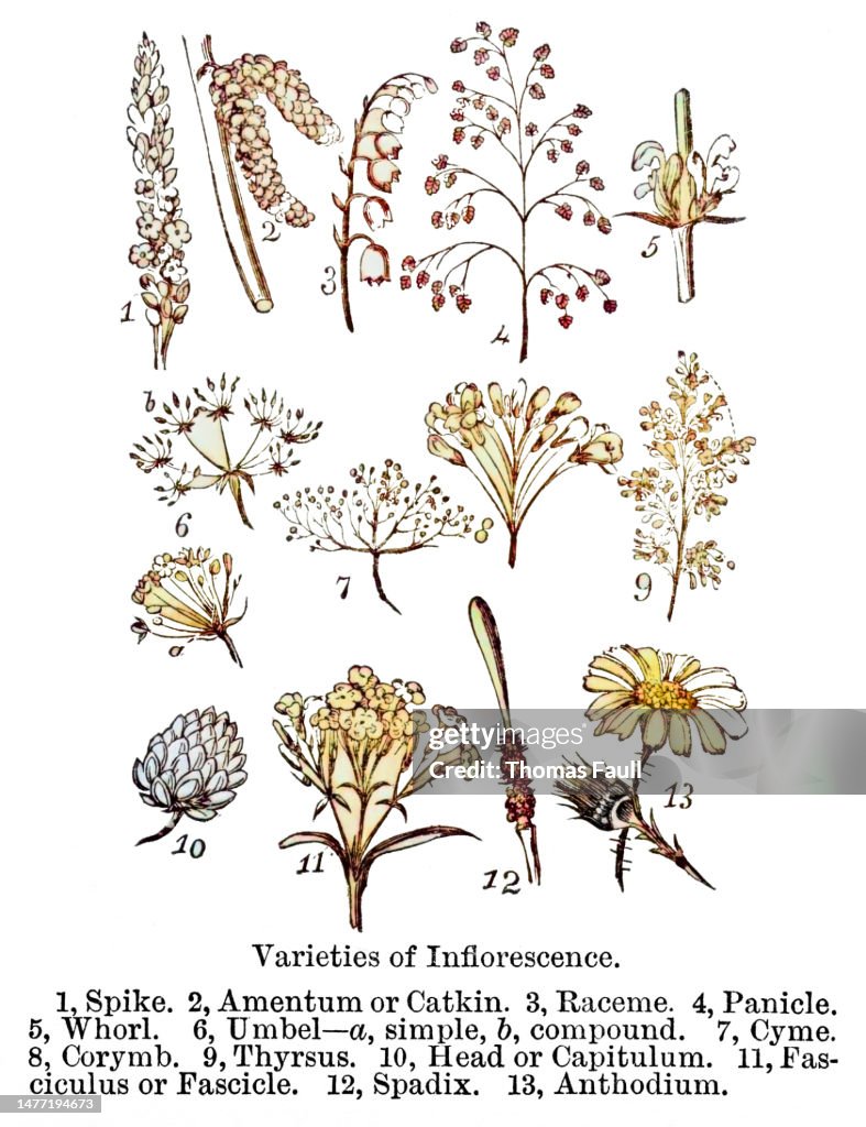 8 Inflorescence Types Varieties Of Inflorescence High-Res Vector Graphic - Getty Images