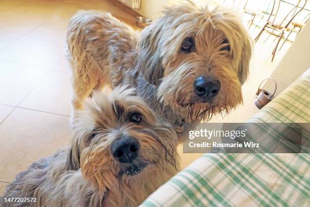 two bergamasco sheepdogs at kitchen table - bergamasco sheepdog stock pictures, royalty-free photos & images