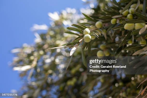 olives, israel - middle east oil stock pictures, royalty-free photos & images