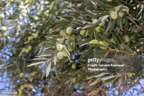 olives, israel - middle east food stock pictures, royalty-free photos & images