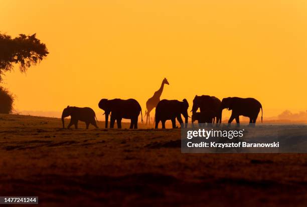 elephant silhouettes during a colorful sunset, chobe river - safaridieren stockfoto's en -beelden