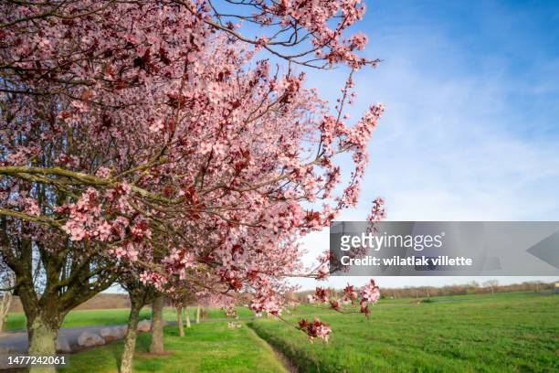 view of cherry blossom trees - sentiero di giardino foto e immagini stock