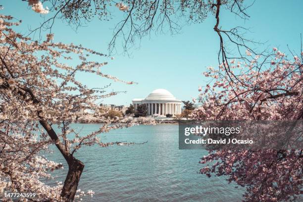 jefferson memorial view form the tidal basin - washington dc stockfoto's en -beelden