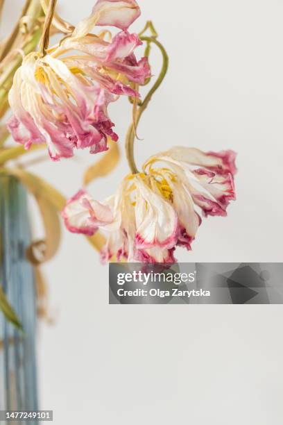 dried pink tulips against white background. - verwelkt stock-fotos und bilder