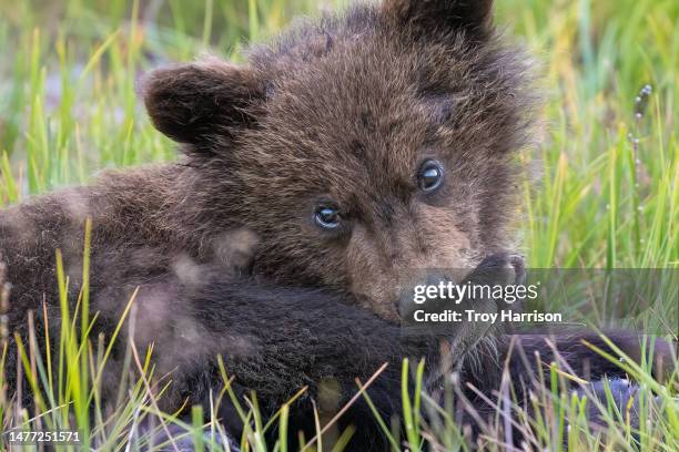 bear cub playing and biting its back paw - bear cub stock pictures, royalty-free photos & images