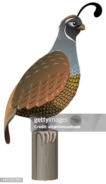 quail art - quail bird stock illustrations