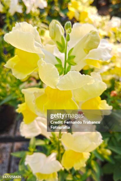 beauty yellow flowers - antirrhinum majus imagens e fotografias de stock