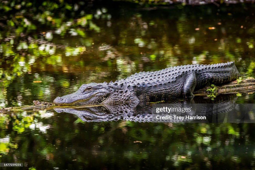 Alligator Resting on a Log in a Dark Florida Swamp