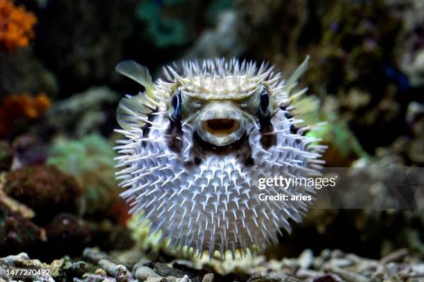 close-up of a pufferfish swimming in an aquarium - balloonfish imagens e fotografias de stock