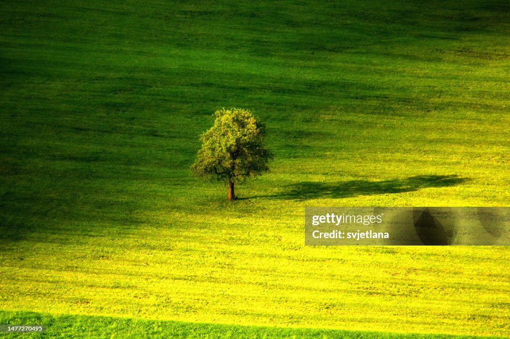 Aerial view of a lone tree in a field, Switzerland
