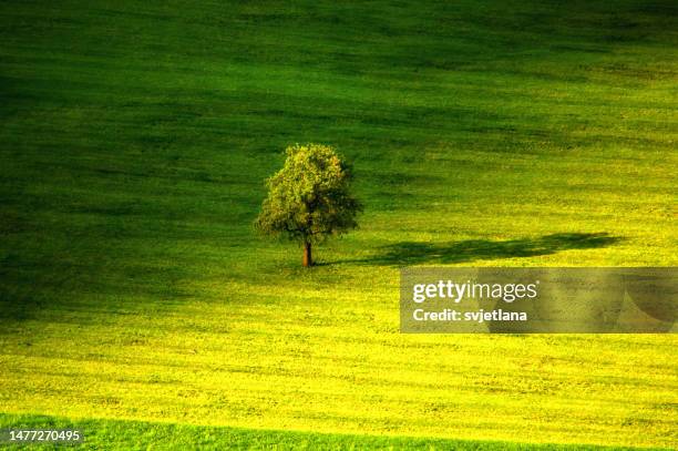 aerial view of a lone tree in a field, switzerland - menzingen stock pictures, royalty-free photos & images