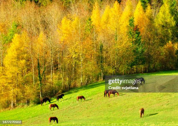 aerial view of a herd of horses grazing in an autumnal meadow, switzerland - menzingen stock pictures, royalty-free photos & images
