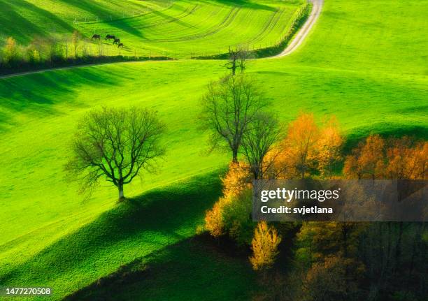 aerial view of four horses grazing by a road in autumnal landscape, menzingen, zug, switzerland - menzingen stock pictures, royalty-free photos & images