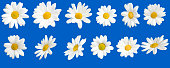sunny daisy flowers isolated blue background