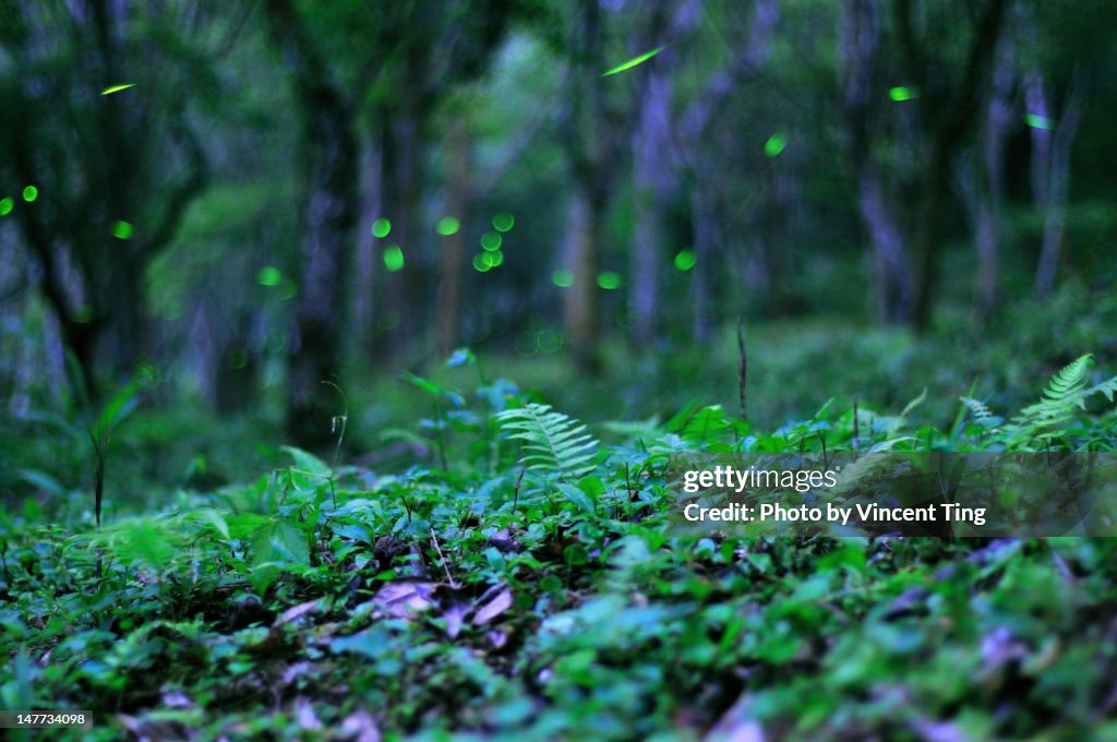 Forest