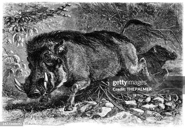 warthog illustration 1892 - warthog stock illustrations