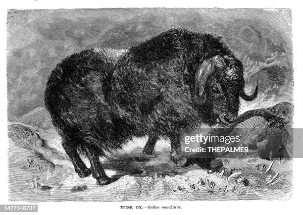 moschusochsen-illustration 1892 - musk ox stock-grafiken, -clipart, -cartoons und -symbole