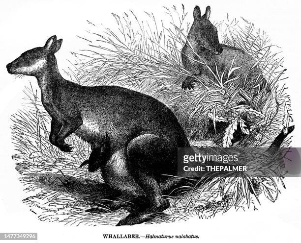 wallaby illustration 1892 - marsupial stock illustrations