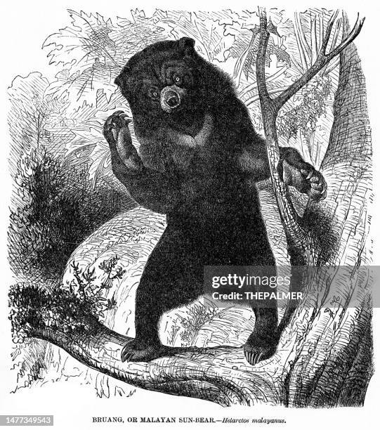 malayan sun bear illustration 1892 - black bear drawing stock illustrations