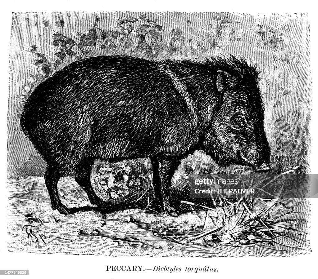 Peccary illustration 1892