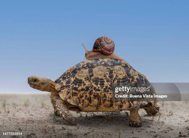 snail carried by a turtle - turtle walking stock pictures, royalty-free photos & images