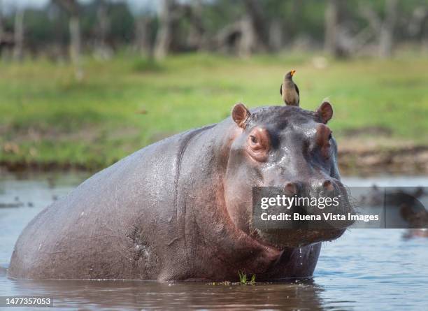 bird on the head of a hippo in a pond. - picoteador de pico rojo fotografías e imágenes de stock