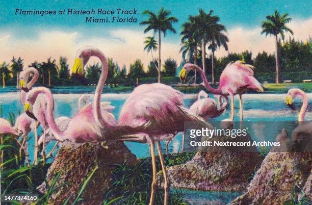 Vintage colorized historic souvenir photo postcard published circa 1935 as part of a series titled, 'Moon Over Miami,' depicting a view of the pink...